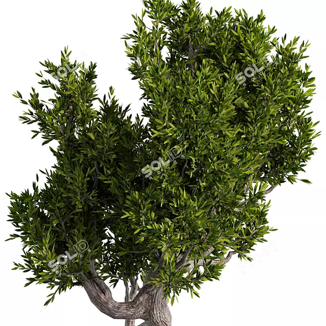 Zen Bonsai Set for Indoors 3D model image 3