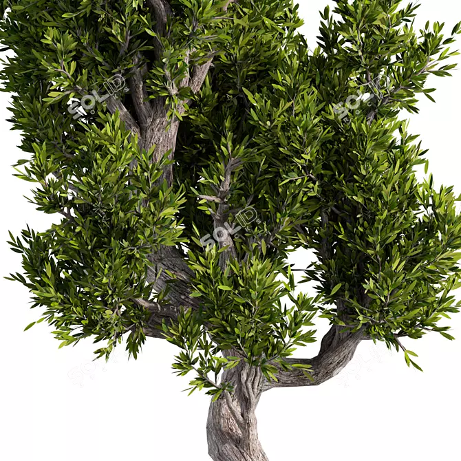 Zen Bonsai Set for Indoors 3D model image 4