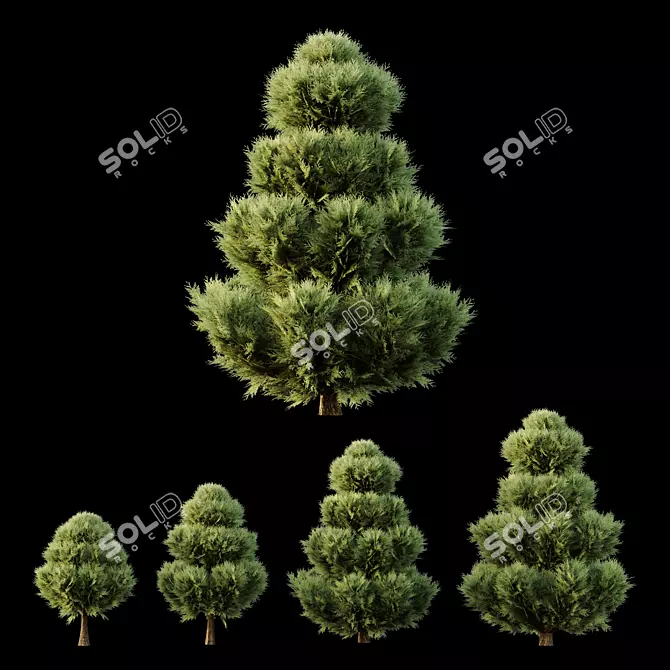 Italian Cypress Bush 3D Models 3D model image 1