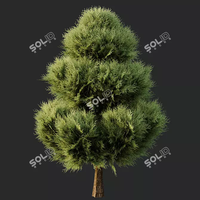 Italian Cypress Bush 3D Models 3D model image 2