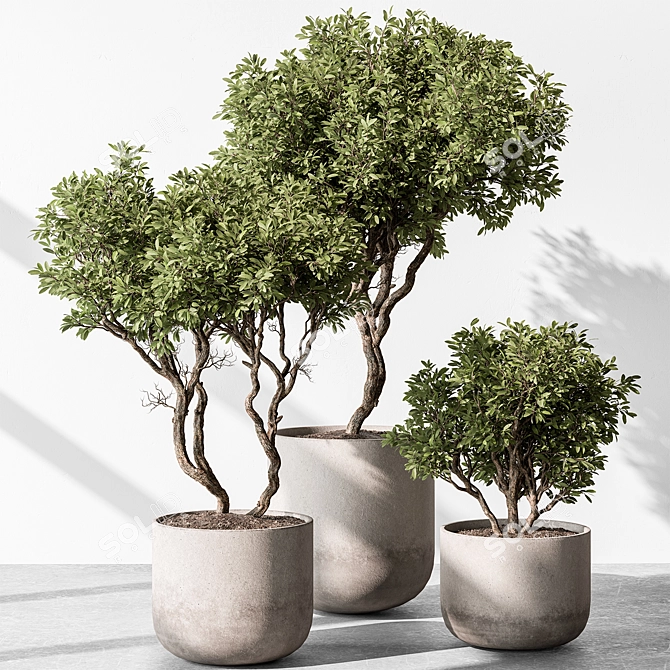 Tree in Pot 676 | Indoor 3D model image 5