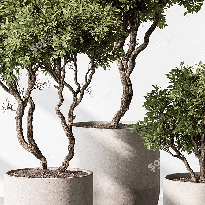 Tree in Pot 676 | Indoor 3D model image 2