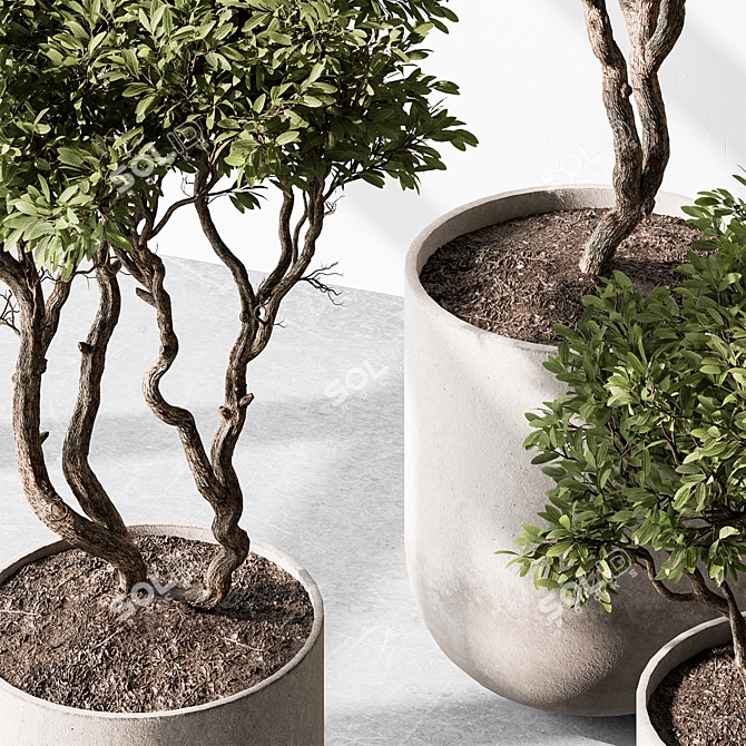 Tree in Pot 676 | Indoor 3D model image 3