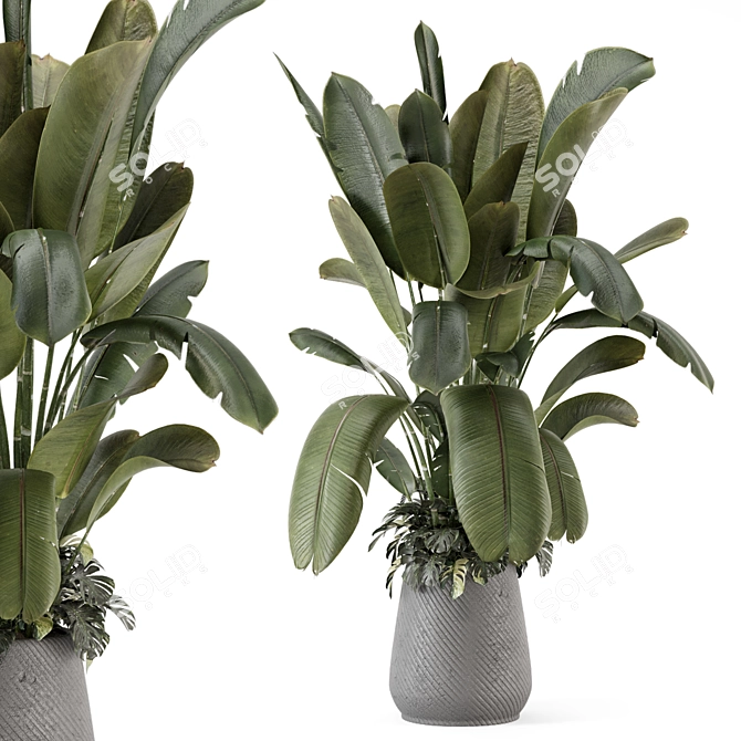 Gray Concrete Pot Indoor Plants 3D model image 2