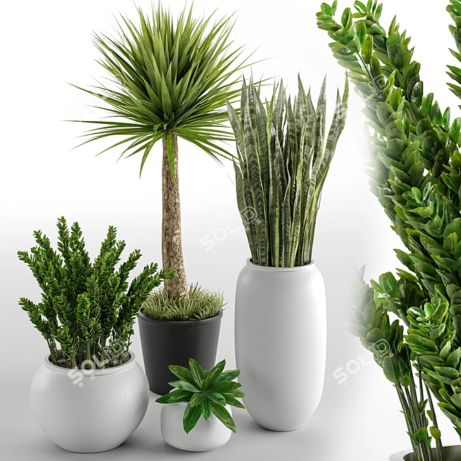 Set of Indoor Plants 3D model image 1