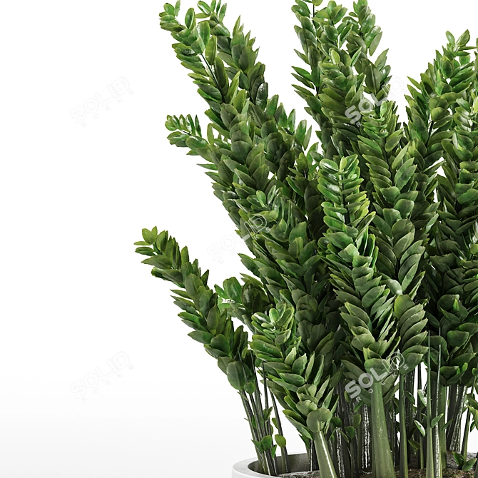 Set of Indoor Plants 3D model image 2