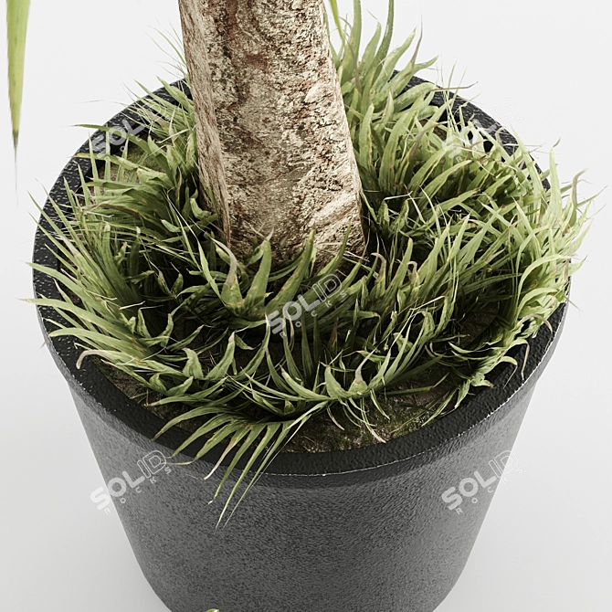 Set of Indoor Plants 3D model image 4