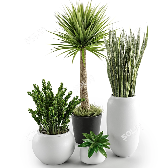 Set of Indoor Plants 3D model image 6