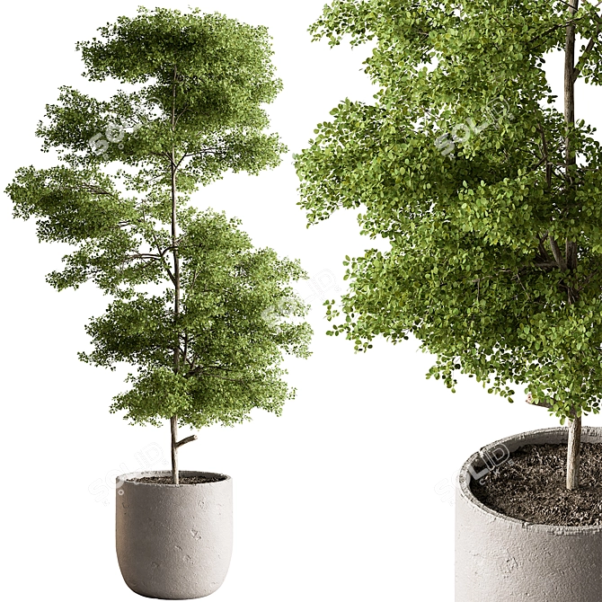 Tree in Pot: Indoor 712 3D model image 1