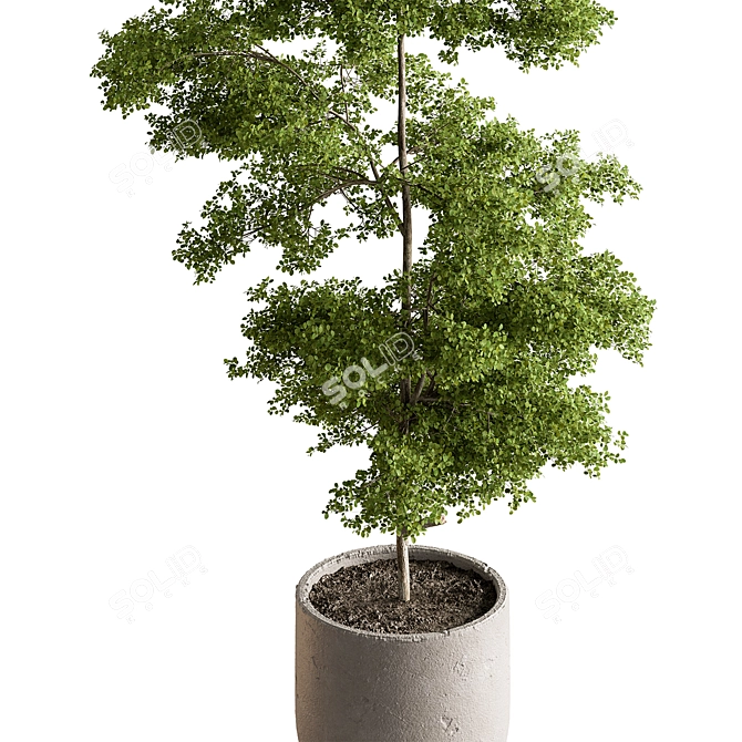 Tree in Pot: Indoor 712 3D model image 2