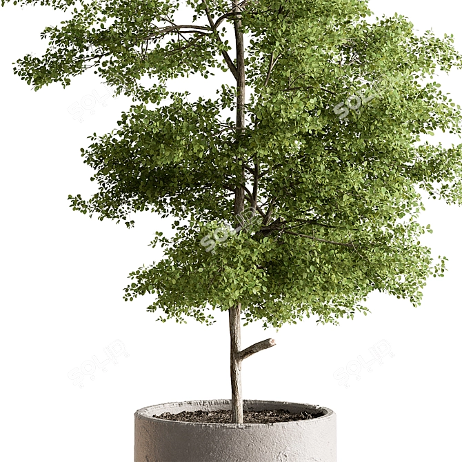 Tree in Pot: Indoor 712 3D model image 3