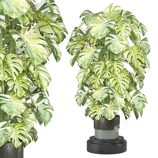 Modern Indoor Plants Collection Set 3D model image 1