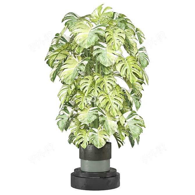 Modern Indoor Plants Collection Set 3D model image 4