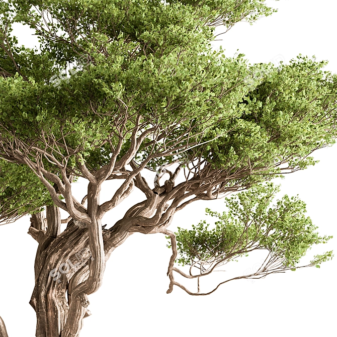 Deciduous Tree Set 307 3D model image 2