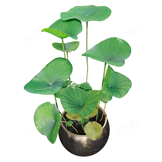 Twin Water Lily Planters 3D model image 3