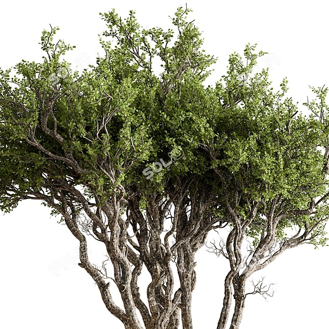 Botanical Beauty Tree in Pot 3D model image 3