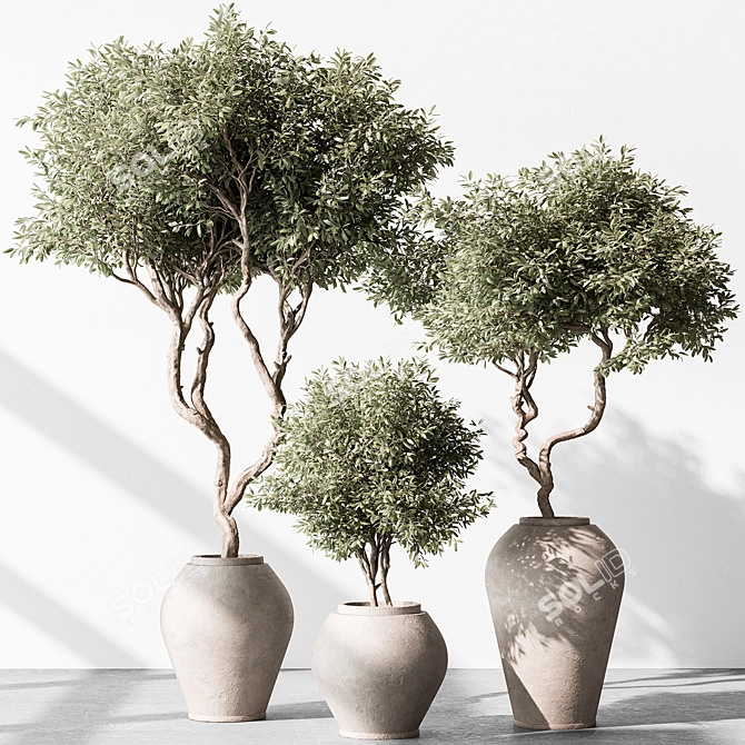 Olive Tree in Pot 3D model image 1