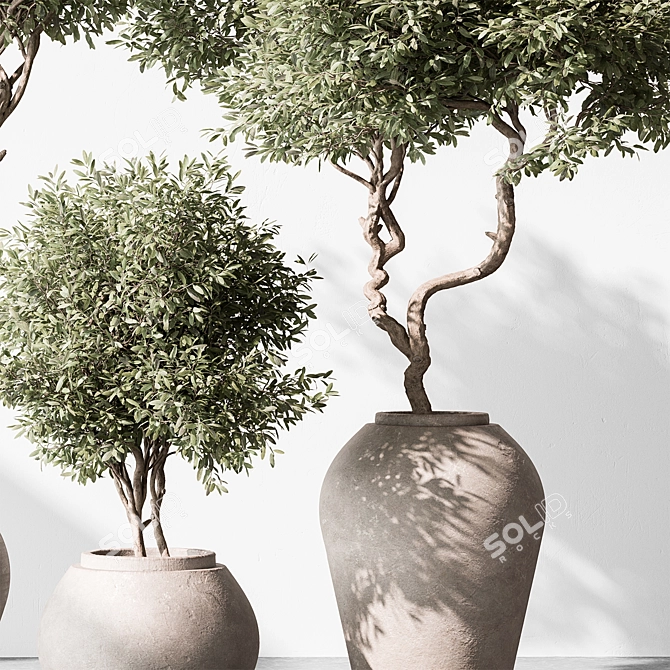 Olive Tree in Pot 3D model image 3