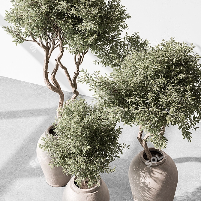 Olive Tree in Pot 3D model image 4