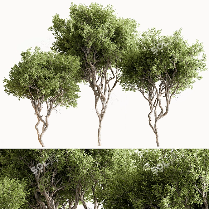 Faux Boxwood Tree Set 3 3D model image 1