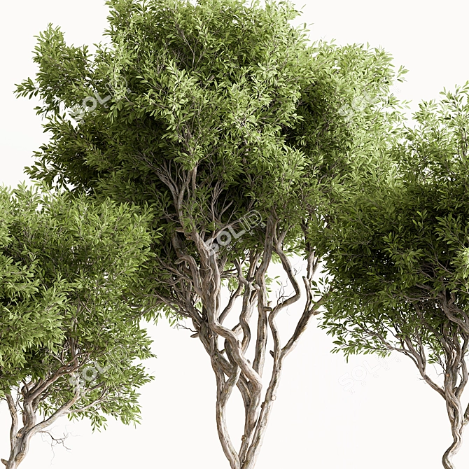 Faux Boxwood Tree Set 3 3D model image 2