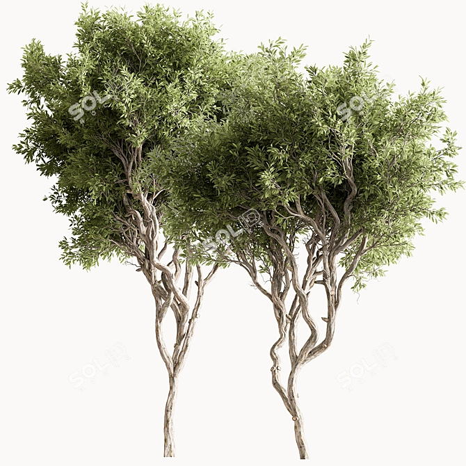 Faux Boxwood Tree Set 3 3D model image 3