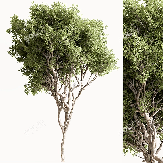 Faux Boxwood Tree Set 3 3D model image 4