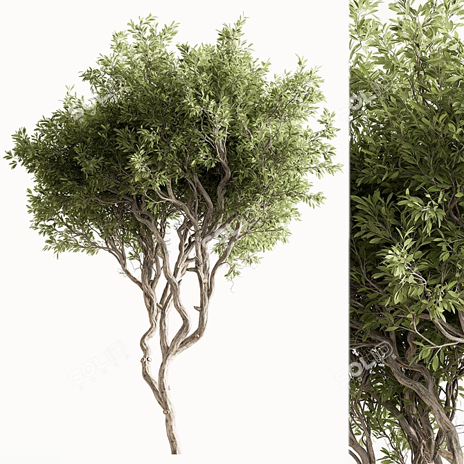 Faux Boxwood Tree Set 3 3D model image 5