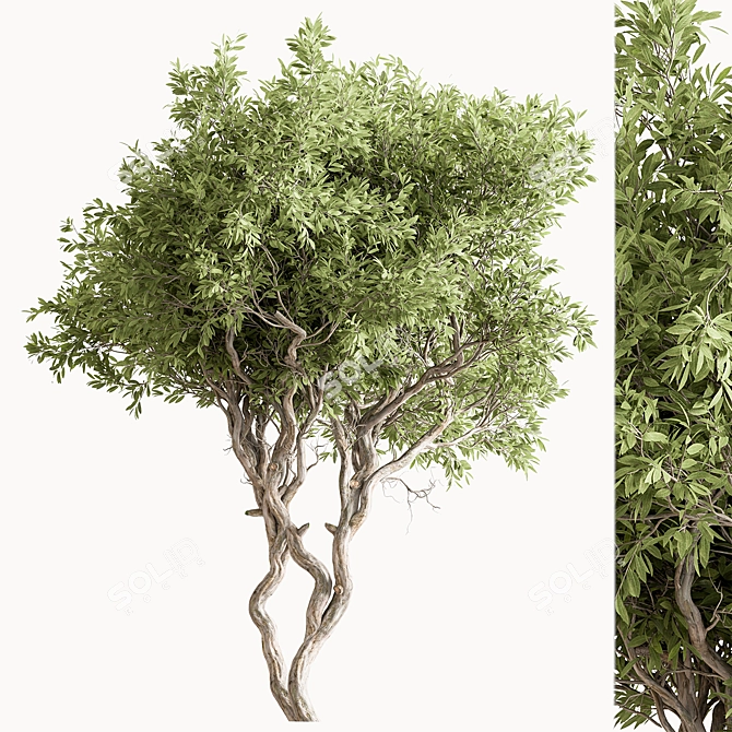 Faux Boxwood Tree Set 3 3D model image 6