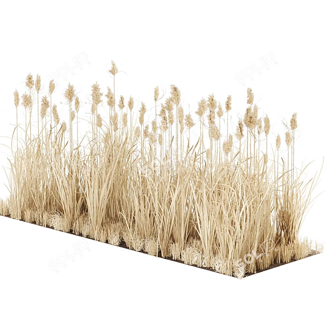 Wild Reed Plant 3D Model 3D model image 7