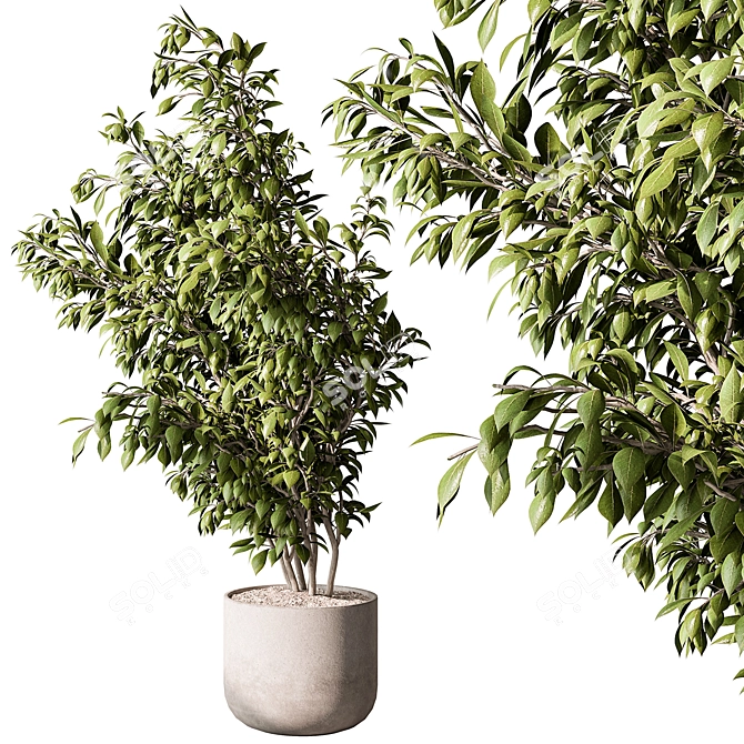 710 Tree in Pot, Indoor 3D model image 1