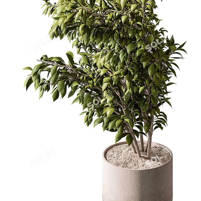 710 Tree in Pot, Indoor 3D model image 2