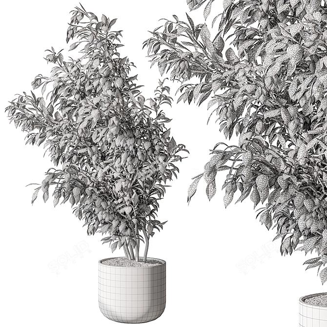 710 Tree in Pot, Indoor 3D model image 4