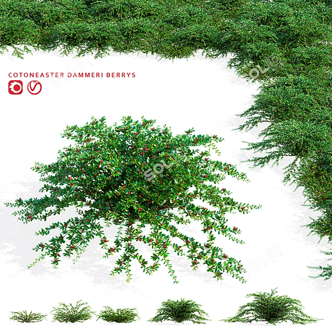 Hybrid Cotoneaster Dammeri Coral Beauty Berry Models 3D model image 1