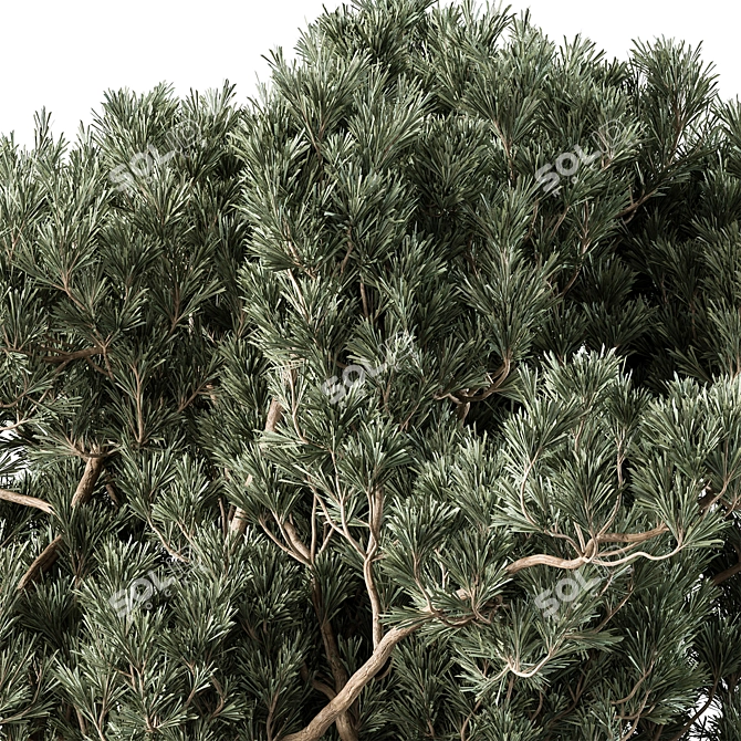 Cathaya 141 Bush Variety Set 3D model image 2