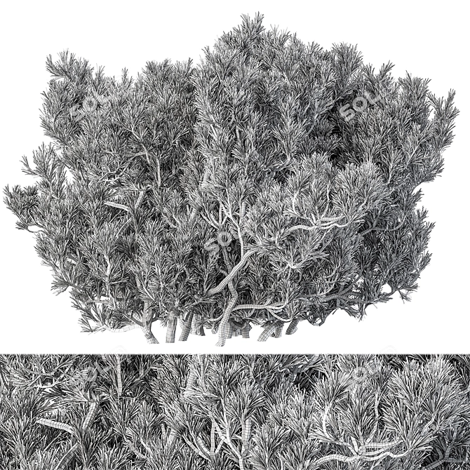 Cathaya 141 Bush Variety Set 3D model image 3