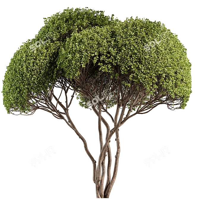 Round Topiary Tree Set 305 3D model image 1