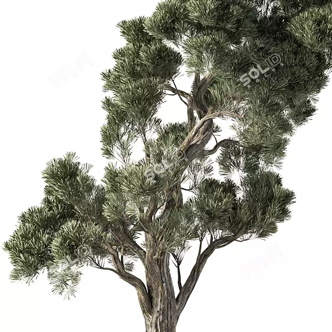 Lush Indoor Plant Set 3D model image 4