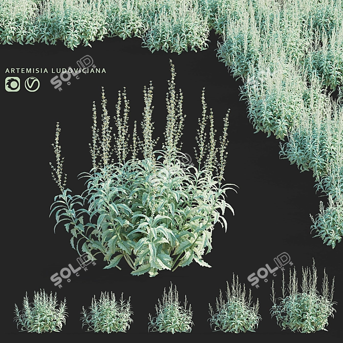 Artemisia Ludoviciana Flower Collection 3D model image 1