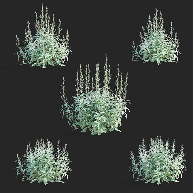 Artemisia Ludoviciana Flower Collection 3D model image 2