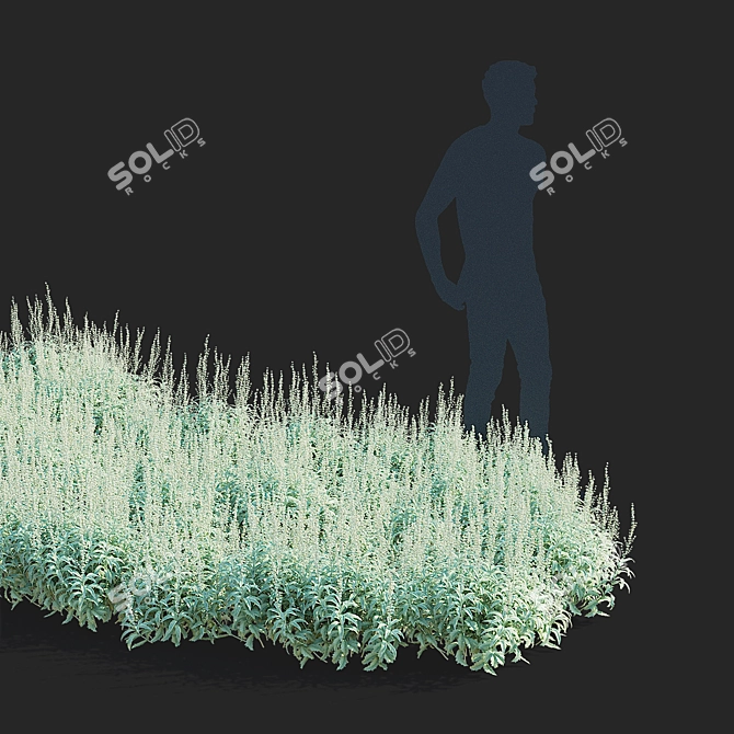 Artemisia Ludoviciana Flower Collection 3D model image 3