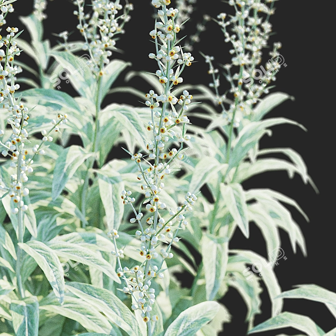 Artemisia Ludoviciana Flower Collection 3D model image 4
