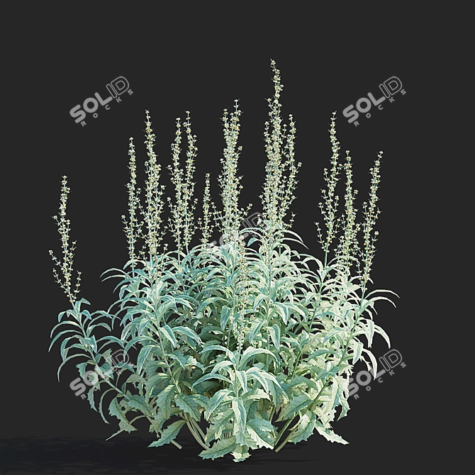 Artemisia Ludoviciana Flower Collection 3D model image 6