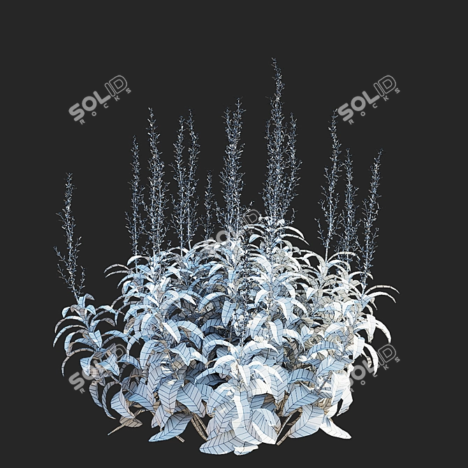 Artemisia Ludoviciana Flower Collection 3D model image 7