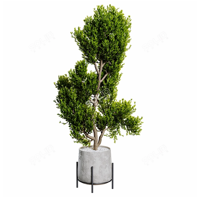 202,753 Poly Indoor Plant Model 3D model image 3