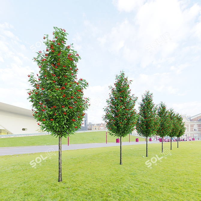 Sorbus Aucuparia Fastigiata Tree Set 3D model image 8