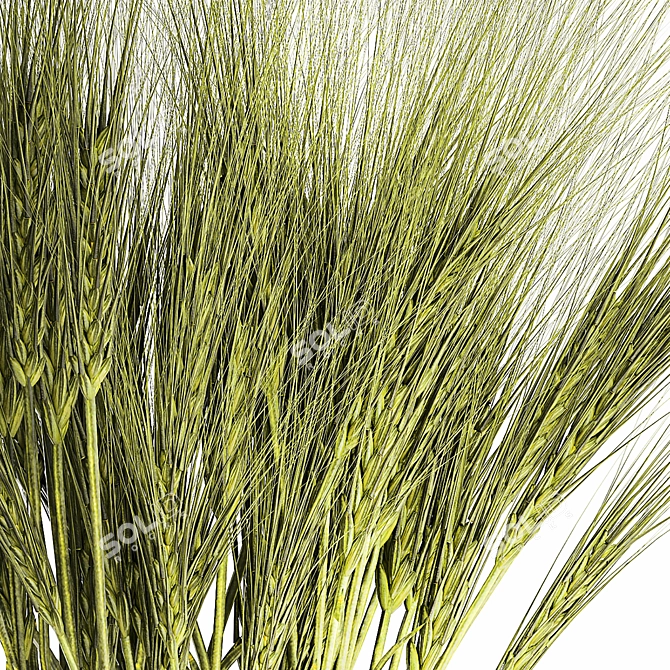 Green Wheat Field Bouquet  3D model image 2