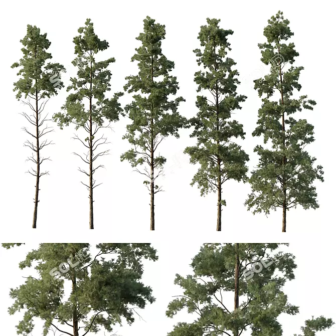 Pin Tree Collection 3D Models 3D model image 1