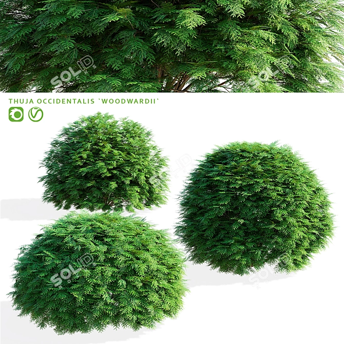 Woodwardii Thuja 3D Model Archive 3D model image 1