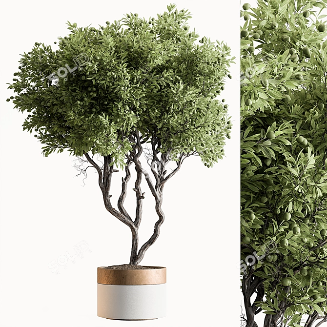 Outdoor Pine Tree in Pot 3D model image 1